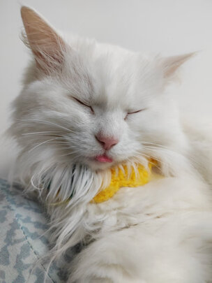 猫粮罐头
