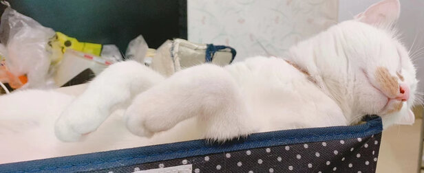 猫罐头