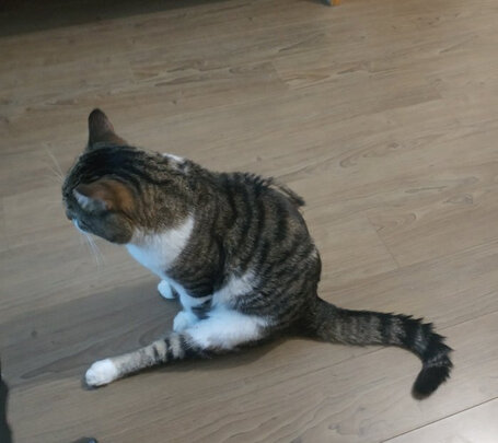 猫砂铲