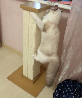 猫爬架