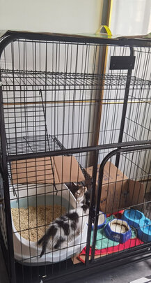 猫笼