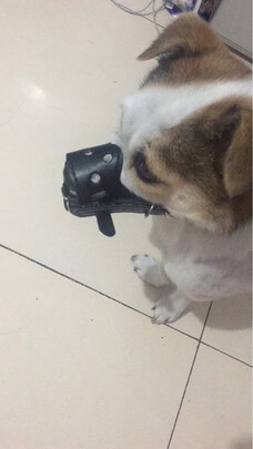 狗狗嘴套