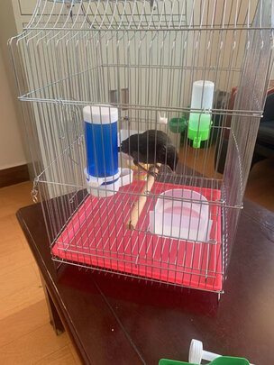 鸟笼