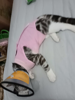 猫咪手术服