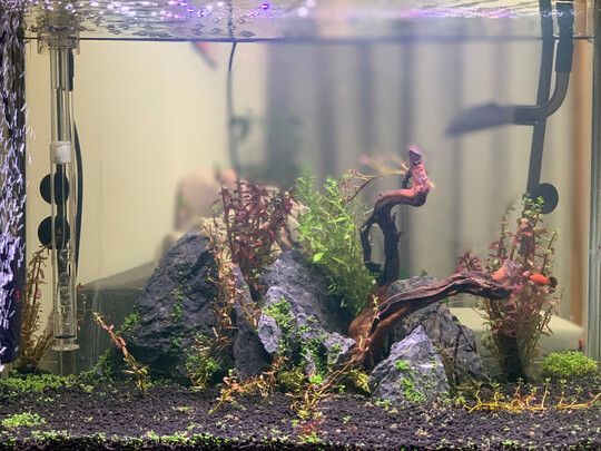 水草泥