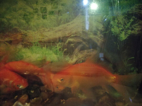 鱼缸潜水泵