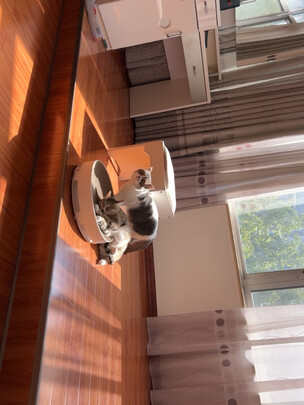 猫抓板