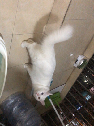 猫粮