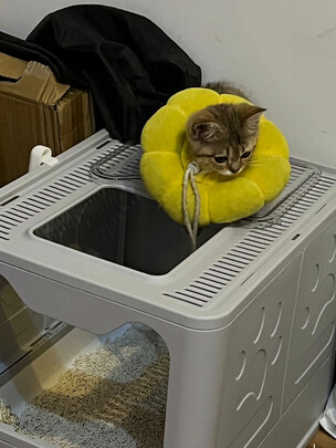 猫砂铲