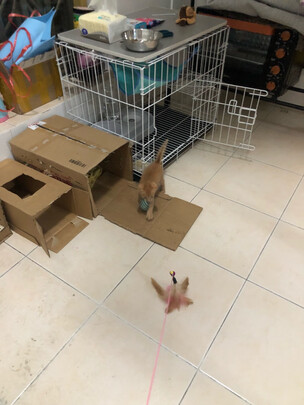  猫笼