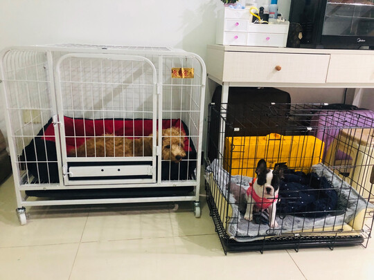 狗笼