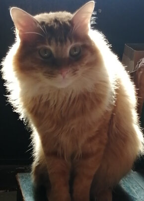 猫粮