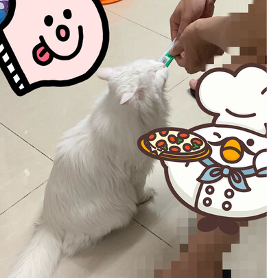猫条猫零食