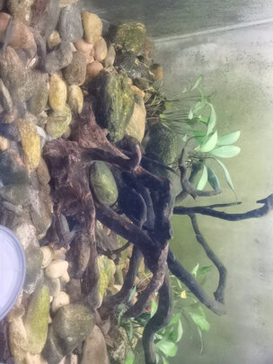 鱼缸净水剂