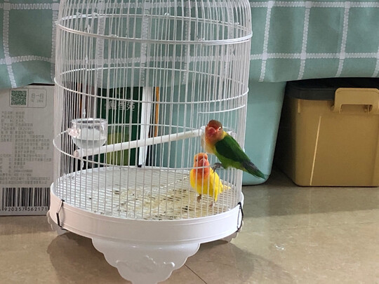 八哥鸟食