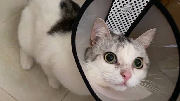 猫项圈