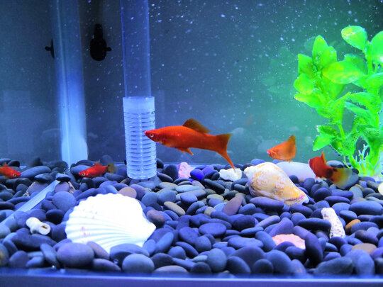 三,sea star鱼缸造景石头网友对比评测