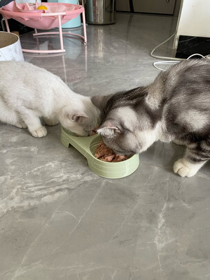 猫粮罐头