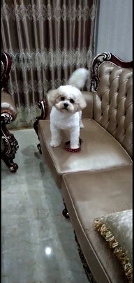  狗狗电推剪