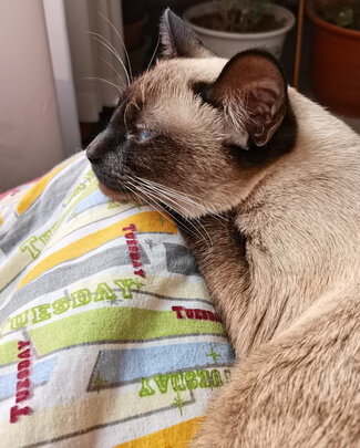 猫粮罐头
