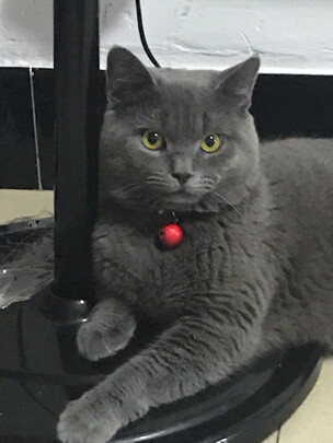 猫粮