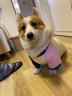 宠物消毒液