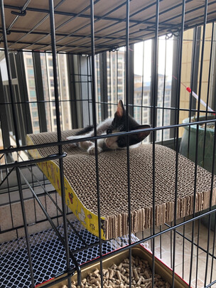  猫笼