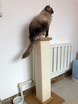 猫爬架