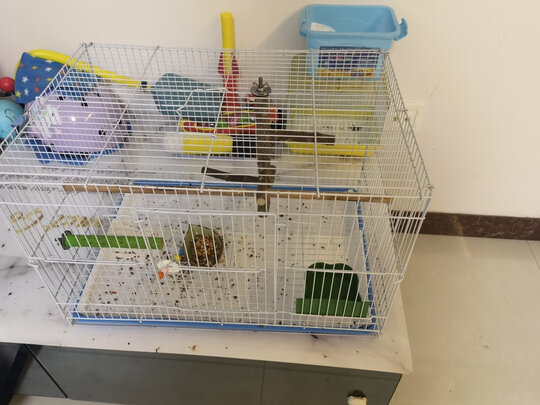 鸟笼