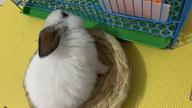 兔笼子