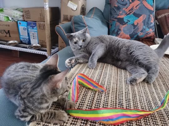 膨润土猫砂