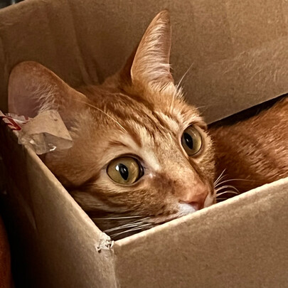 猫粮