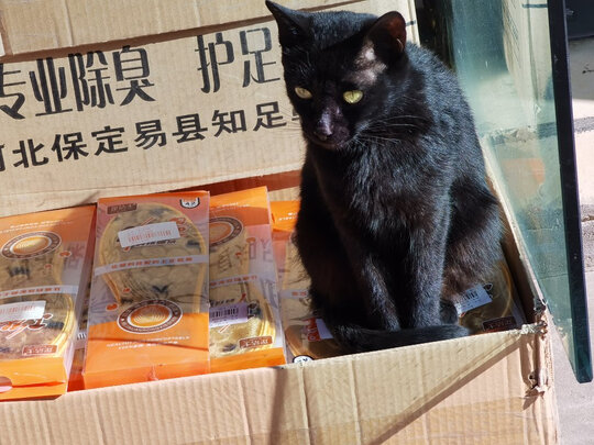 豆腐猫砂