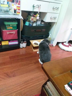 猫粮