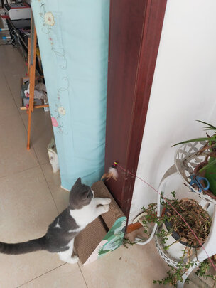 逗猫棒