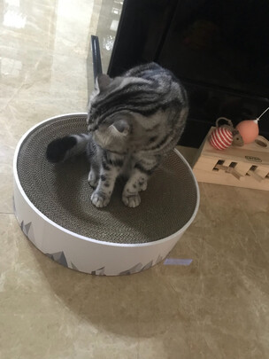猫窝