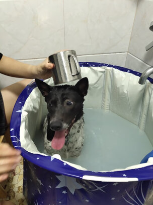 宠物浴液