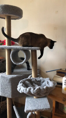 猫爬架