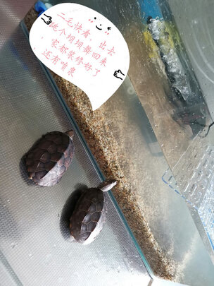 鱼缸底砂