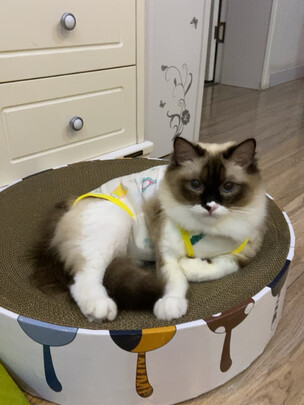 猫咪手术服