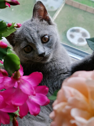豆腐猫砂