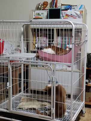  猫笼