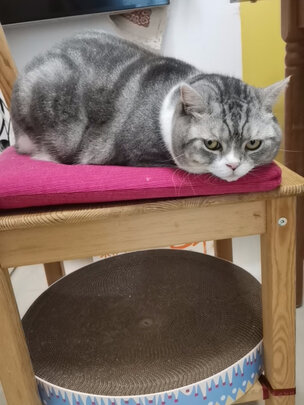猫砂铲