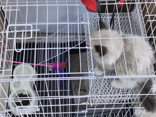  猫笼