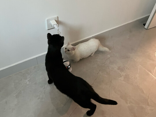 逗猫玩具