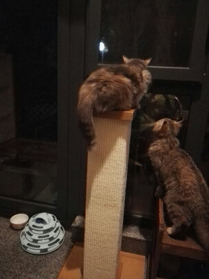 猫爬架