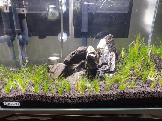水草泥