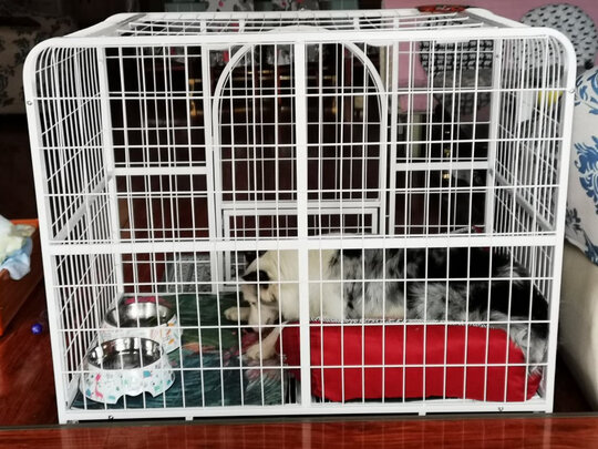  狗笼