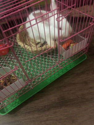 兔笼子