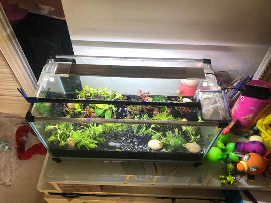 鱼缸水草灯